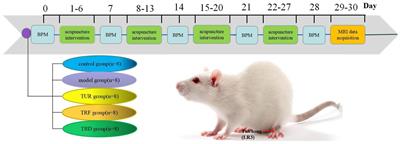 Acupuncture with twirling reinforcing and reducing manipulation shows a control of hypertension and regulation of blood pressure-related target brain regions in spontaneously hypertensive rat: a preliminary resting-state functional MRI study